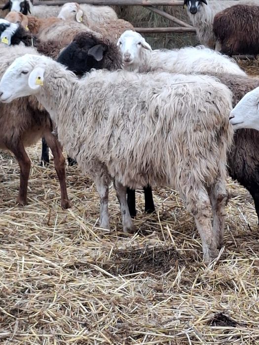 Продам 60 голов