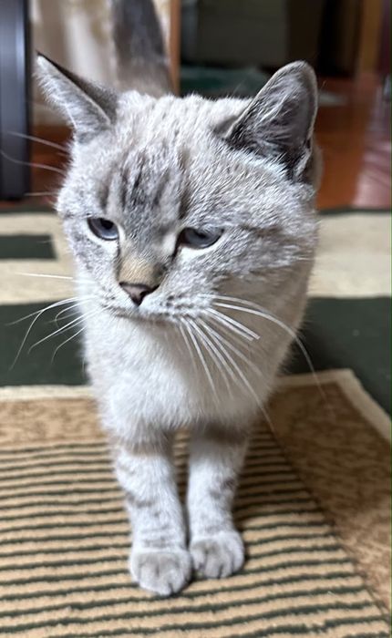 Кошка ,умная девочка.