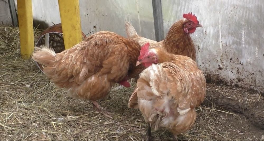 Кокошки Ломан Браун