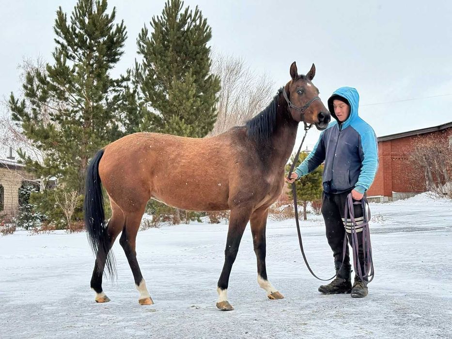 Продаётся лошадь
