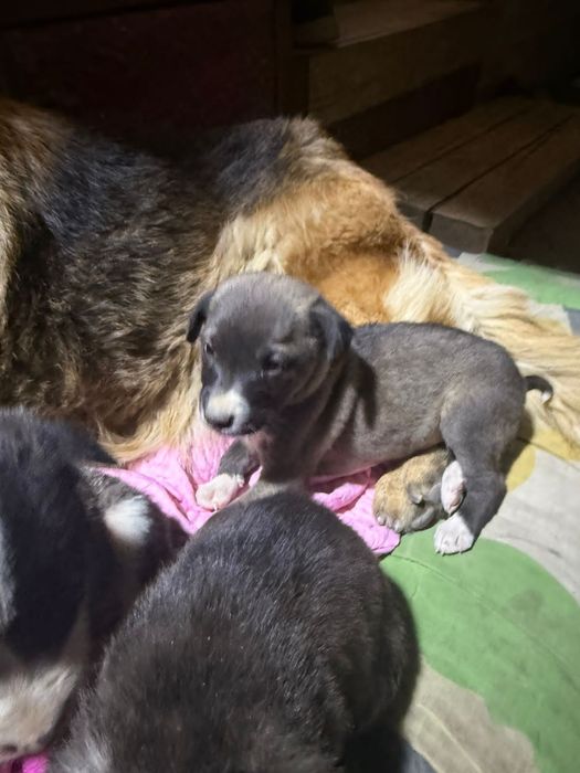 Щенята в хорошие руки