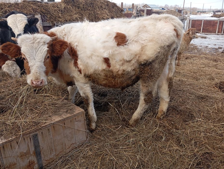 Телята бычки сатылады