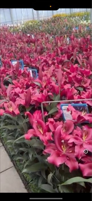 Bulbi de crin 5 lei buc