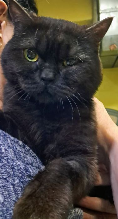 Отдам в добрые руки