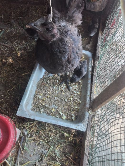 Qora shahzoda tuxumlari bor. Ishonchli va sifatli.
