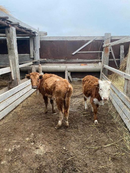 Ұрғашы баспақтар сатылады