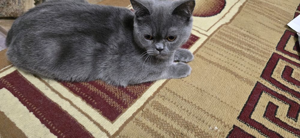 Кошка домашняя )))