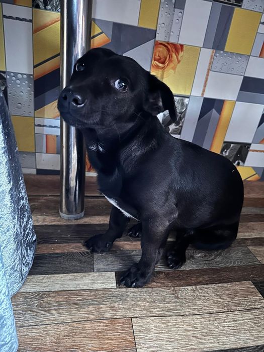 Щенок в поисках дома