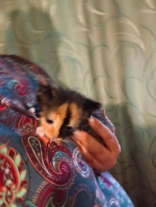 котенок в добрые руки