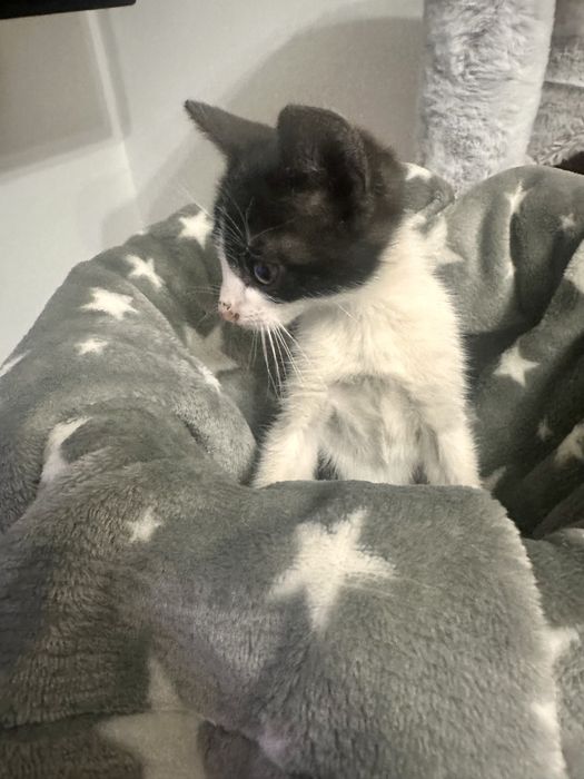Adoptie motanel  !
