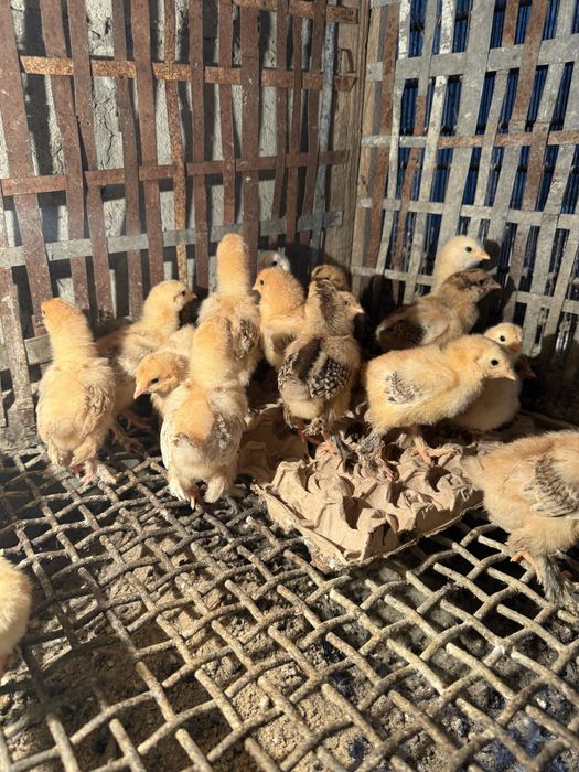 Продам домашних цыплят
