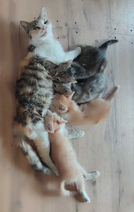 Котята в добрые руки
