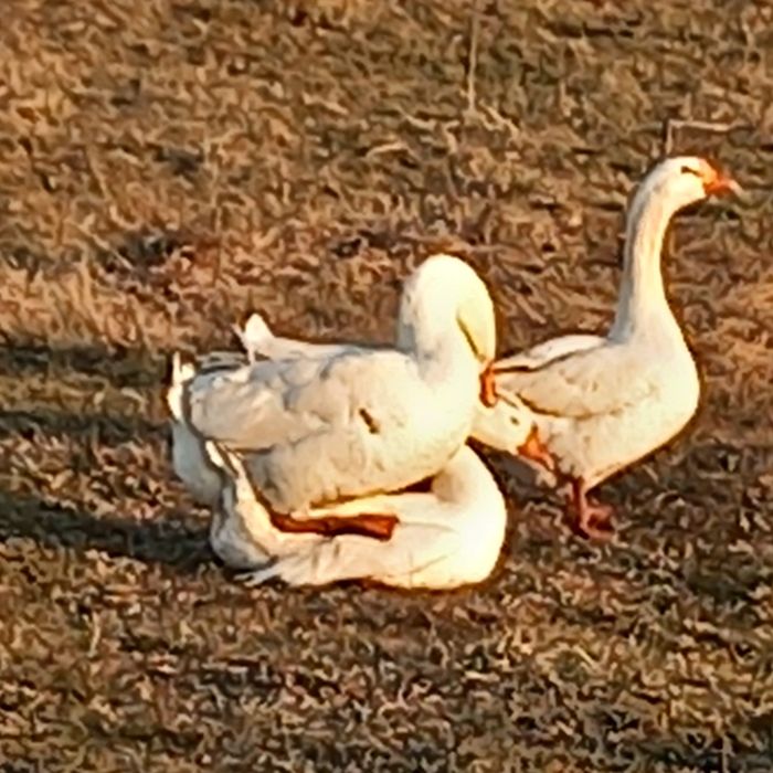 Boboci de gâsca leşeasca