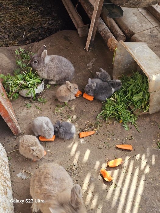 Кролики, мама, папа и 7 крольчат