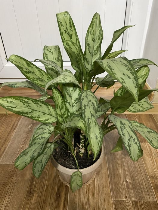 Цветы  комнатные