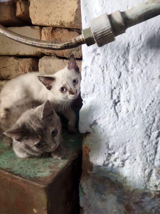 Котята  шотландские