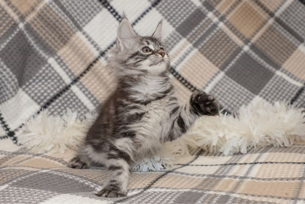 Кошечка породы Мейн кун, клубная