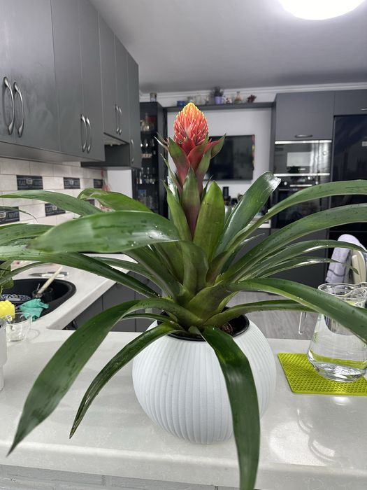 Растения как естественный фильтр воздуха