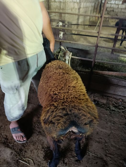 Qoy Qõchqorla sotladi  gõshtini kilos 140.000 mingdan xizmatlari ichda