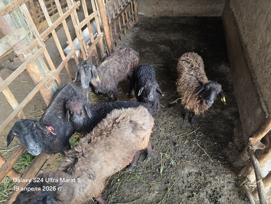 Қой қозы сатылады жас қойлар