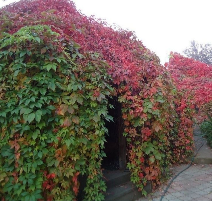 Девичий виноград.