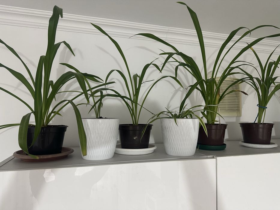 Хлорофитум Цветы продаются