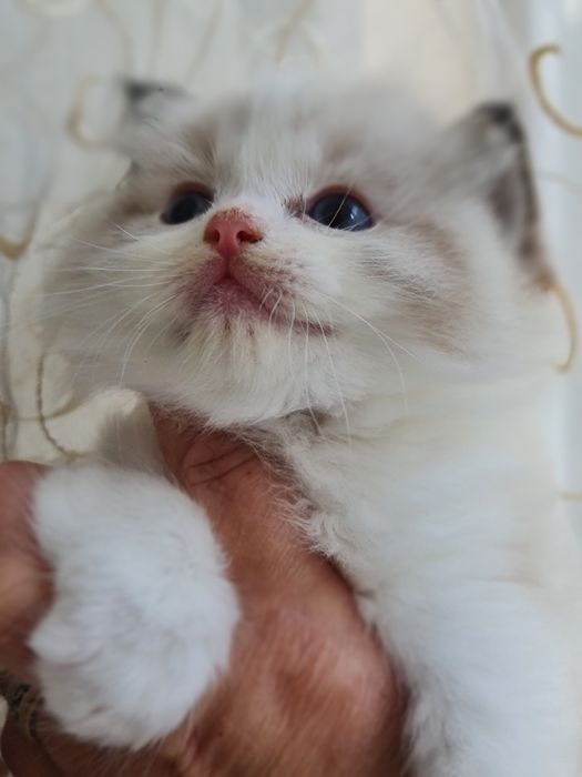 Ragdoll cu acte de origine rasă pură