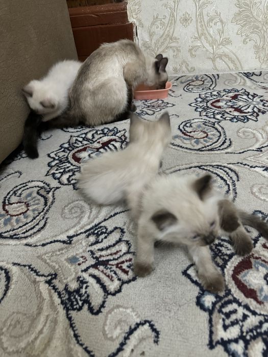 Mushuk bolalari bor