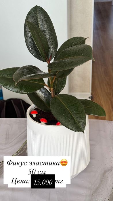 Продаю домашние цветы