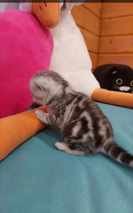 Вязка опытного шотландца