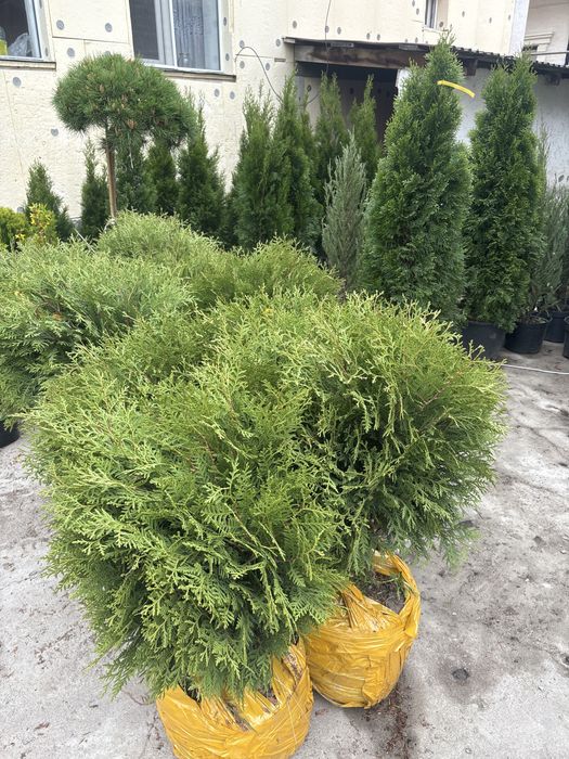 Туя Смарагд — Видео-выбор