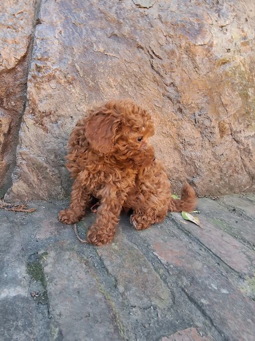 Pudel/Poodle miniature
