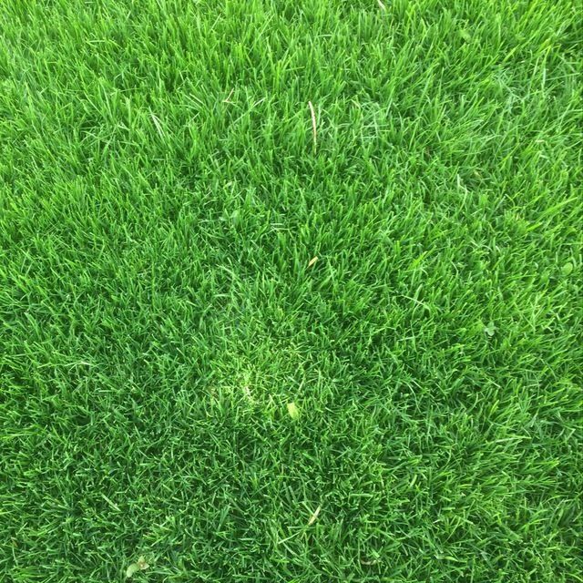 Газон сажайим 1000