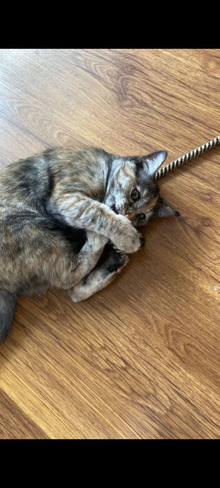 Отдам котёнка в добрые руки