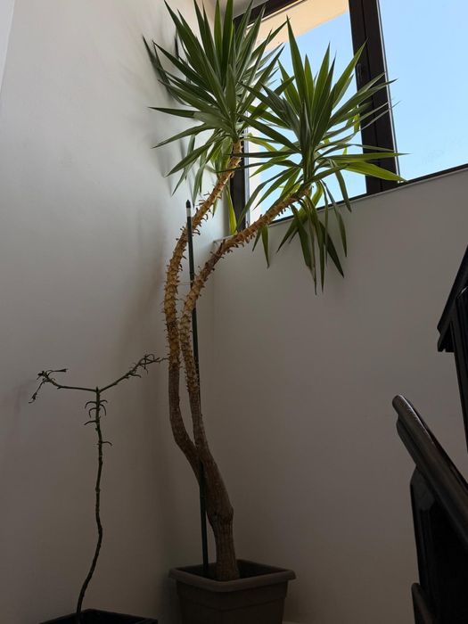 Planta ornamentala Yukka