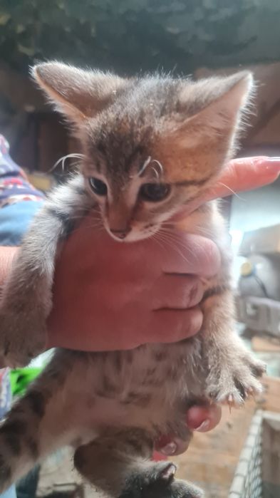 Котята. Примерно 2мес.