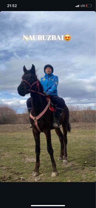 кокпар ат , құнан.