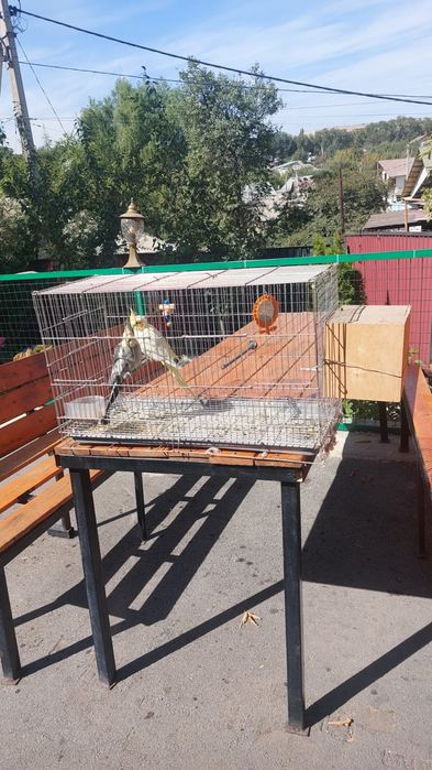 Попугай 2шт с клеткой
