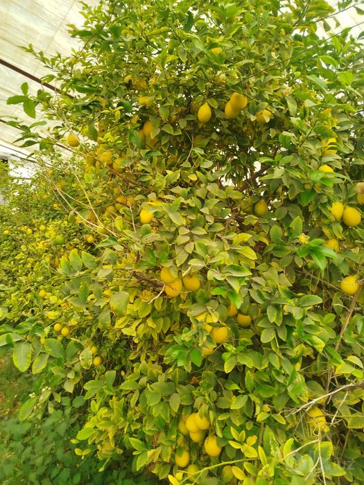 Limon mesni sotiladi
