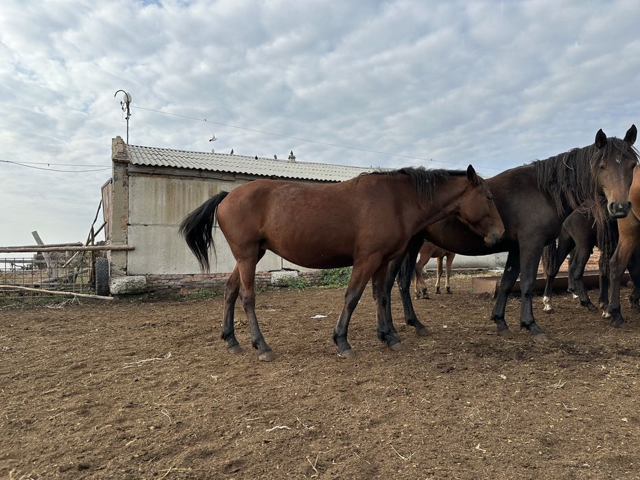 Ту биелер сатылады