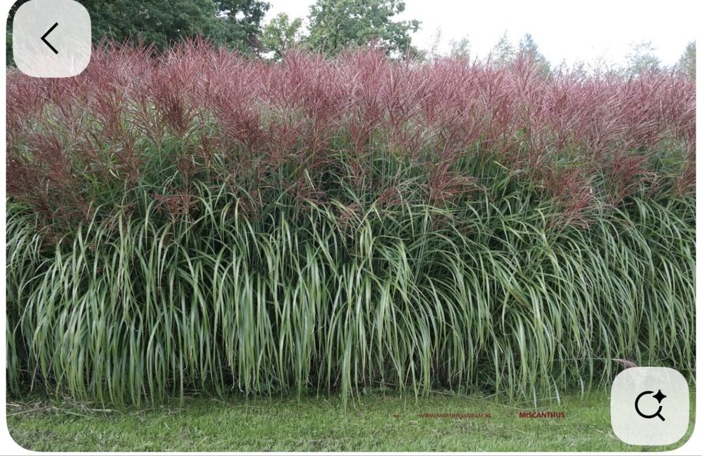 Мискантус китайский