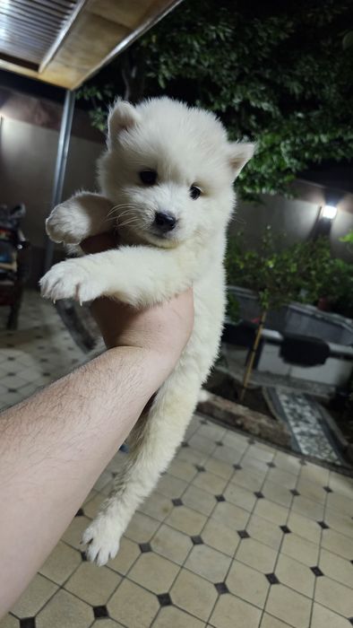 Срочно Продам пара Самоеда. Готовый бизнес. Медленный доход