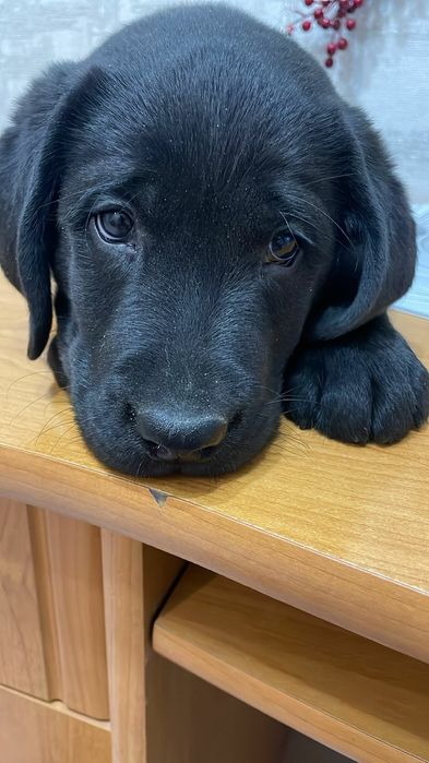 Щенки лабрадор-ретривера