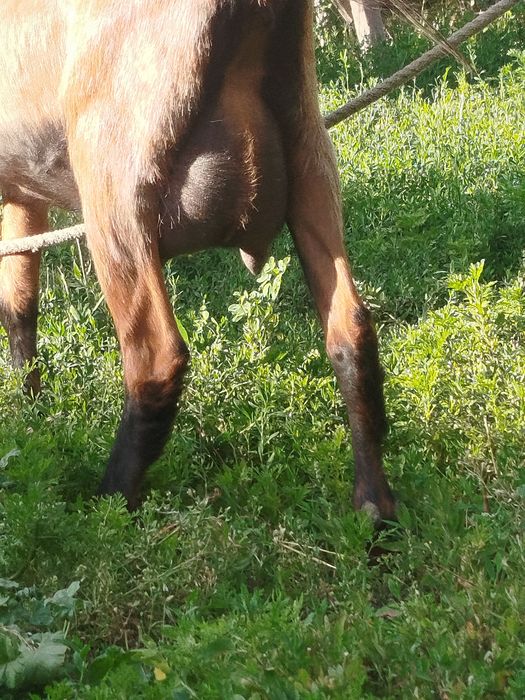 Продам,Дойная коза