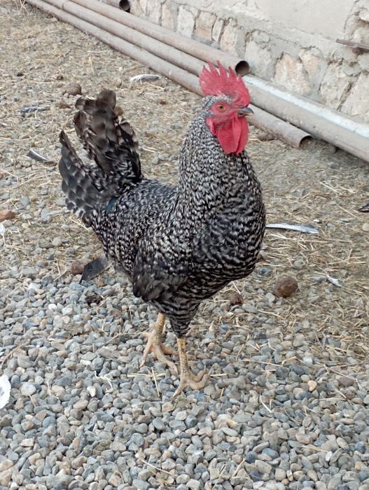 Buxoro tuman Buxoro viloyati