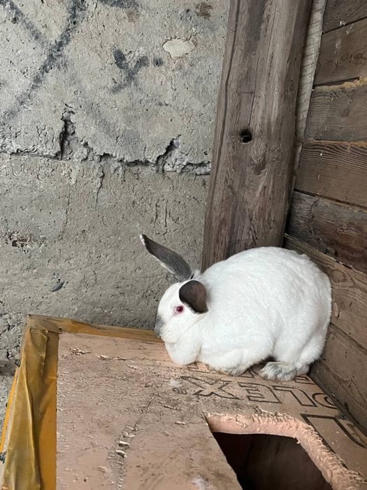 Кролики Голландские оптом