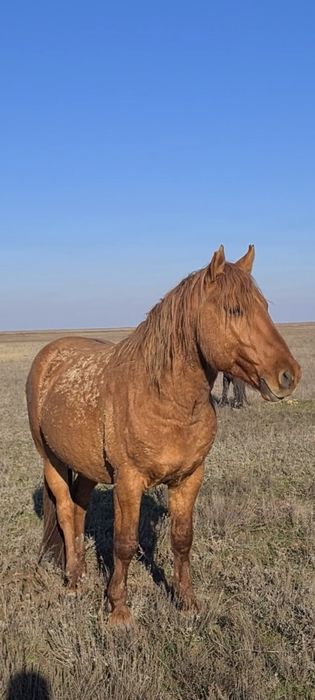 Мұғалжар айғыр сатылады!