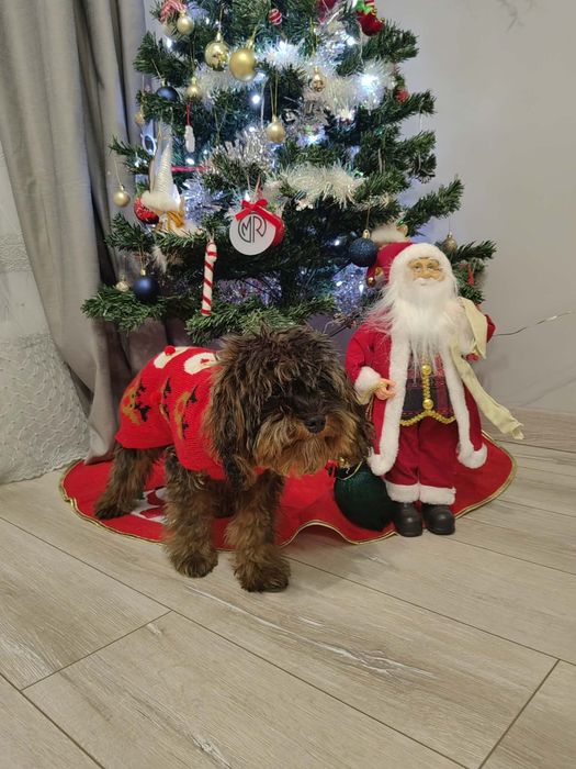 Кученце Кавапу.                                  .