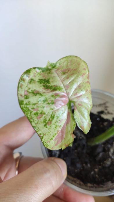 Сингониум Конфетти триколор