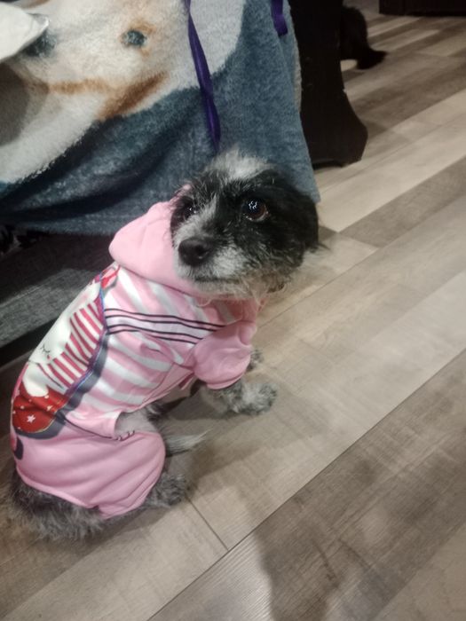 Одежка для питомца от 6-8 кг